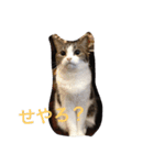 Commonly used words(Aninal ver.)（個別スタンプ：8）