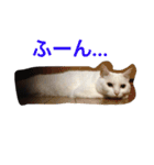 Commonly used words(Aninal ver.)（個別スタンプ：9）