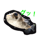 Commonly used words(Aninal ver.)（個別スタンプ：11）