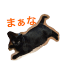 Commonly used words(Aninal ver.)（個別スタンプ：14）