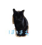Commonly used words(Aninal ver.)（個別スタンプ：15）