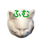 Commonly used words(Aninal ver.)（個別スタンプ：16）