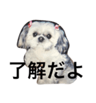 シーズーの姫路ちゃん2（個別スタンプ：1）