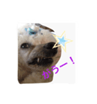 名犬イドル（個別スタンプ：1）
