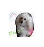 名犬イドル（個別スタンプ：2）