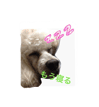 名犬イドル（個別スタンプ：3）
