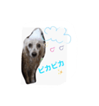 名犬イドル（個別スタンプ：4）
