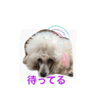 名犬イドル（個別スタンプ：5）