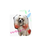 名犬イドル（個別スタンプ：6）