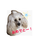 名犬イドル（個別スタンプ：7）