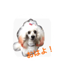 名犬イドル（個別スタンプ：8）