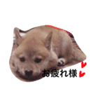 ムギぺたっ（個別スタンプ：9）