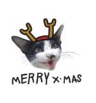 happy happy cat with christmas（個別スタンプ：1）