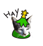 happy happy cat with christmas（個別スタンプ：14）