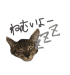 塩きなこもち（個別スタンプ：3）