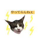塩きなこもち（個別スタンプ：6）
