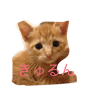 風太くんスタンプ（個別スタンプ：6）