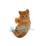 風太くんスタンプ（個別スタンプ：8）