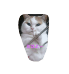癒やしの猫スタンプ（個別スタンプ：1）