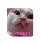 癒やしの猫スタンプ（個別スタンプ：2）
