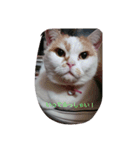癒やしの猫スタンプ（個別スタンプ：3）