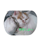 癒やしの猫スタンプ（個別スタンプ：4）