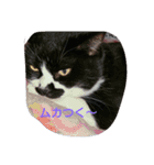 癒やしの猫スタンプ（個別スタンプ：5）