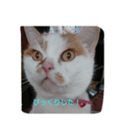 癒やしの猫スタンプ（個別スタンプ：6）