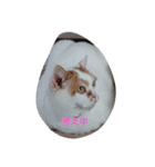 癒やしの猫スタンプ（個別スタンプ：7）