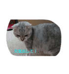 癒やしの猫スタンプ（個別スタンプ：8）