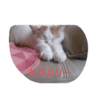 癒やしの猫スタンプ（個別スタンプ：9）