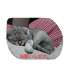 癒やしの猫スタンプ（個別スタンプ：10）