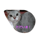 癒やしの猫スタンプ（個別スタンプ：11）