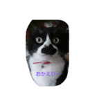 癒やしの猫スタンプ（個別スタンプ：12）