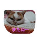 癒やしの猫スタンプ（個別スタンプ：13）