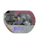 癒やしの猫スタンプ（個別スタンプ：14）