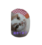 癒やしの猫スタンプ（個別スタンプ：15）