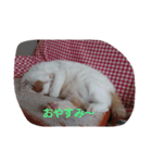 癒やしの猫スタンプ（個別スタンプ：16）
