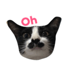 Thai cats（個別スタンプ：1）