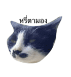 Thai cats（個別スタンプ：2）