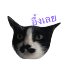 Thai cats（個別スタンプ：3）