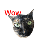 Thai cats（個別スタンプ：4）