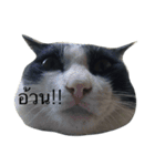 Thai cats（個別スタンプ：5）