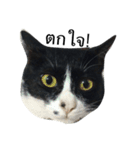 Thai cats（個別スタンプ：6）