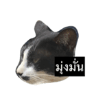 Thai cats（個別スタンプ：7）