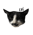 Thai cats（個別スタンプ：8）