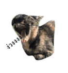 Thai cats（個別スタンプ：9）