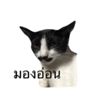 Thai cats（個別スタンプ：10）