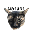 Thai cats（個別スタンプ：11）