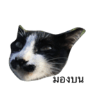Thai cats（個別スタンプ：12）